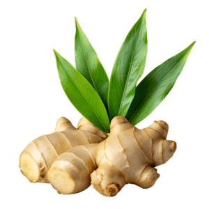 Aceite de Jengibre