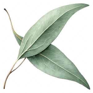Eucalipto